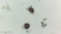 Microcodon