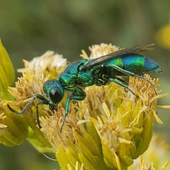 Chrysididae