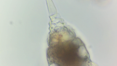 Microcodon