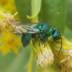 Chrysididae