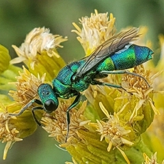 Chrysididae