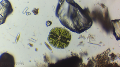 Micrasterias truncata