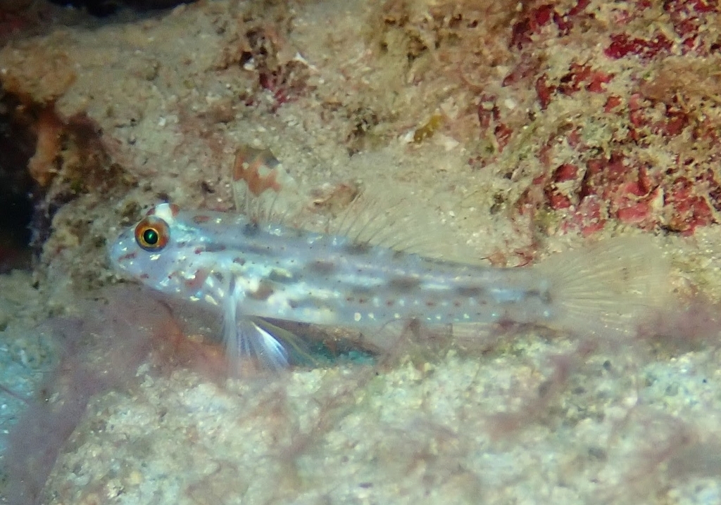 Fine-spotted Sand-goby