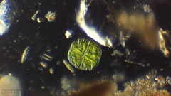 Micrasterias truncata