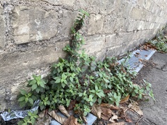 Parietaria judaica