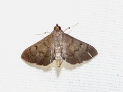 Herpetogramma phaeopteralis