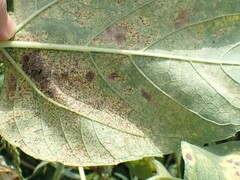 Puccinia helianthi