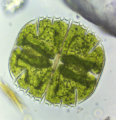 Micrasterias truncata