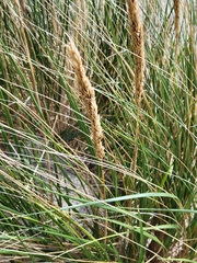 Ammophila breviligulata