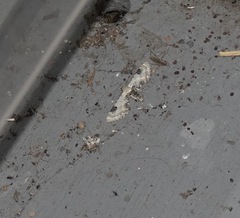 Eupithecia centaureata