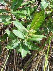 Salix cordata