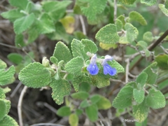 Salvia ballotiflora