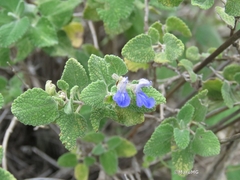 Salvia ballotiflora