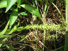 Habenaria repens
