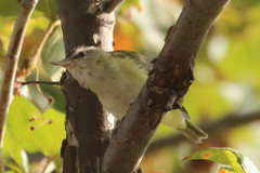 Vireo flavoviridis