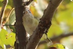 Vireo flavoviridis