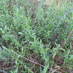 Dyschoriste linearis