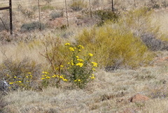 Monechma spartioides