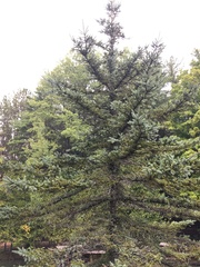 Picea pungens
