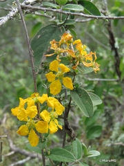 Malpighiaceae