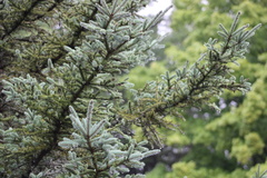 Picea pungens