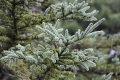 Picea pungens