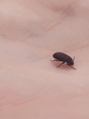 Tenebrioninae