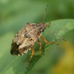 Podisus