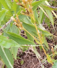 Centaurium erythraea
