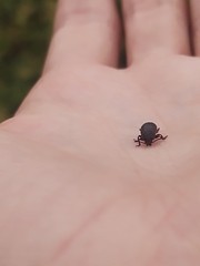 Tenebrioninae