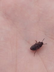 Tenebrioninae