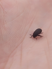 Tenebrioninae