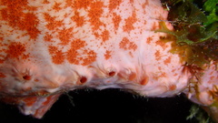 Spirastrella coccinea