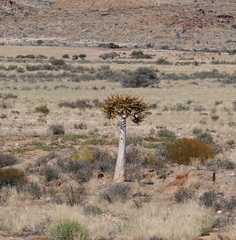 Aloidendron dichotomum
