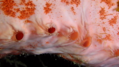 Spirastrella coccinea