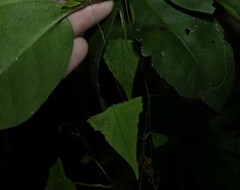 Zehneria cunninghamii