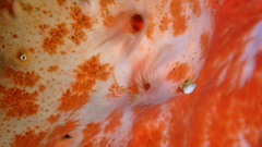 Spirastrella coccinea