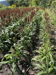 Sorghum bicolor