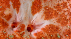 Spirastrella coccinea