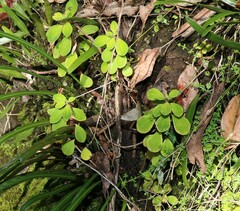 Peperomia leptostachya