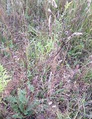 Filipendula vulgaris