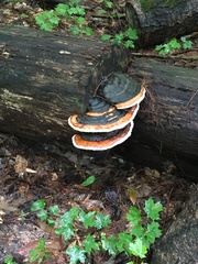 Fomitopsis mounceae