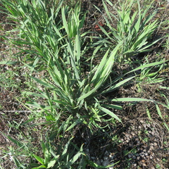 Yucca arkansana