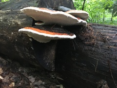Fomitopsis mounceae