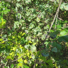 Lonicera albiflora