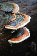 Fomitopsis mounceae