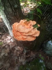 Laetiporus cincinnatus