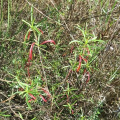 Oenothera berlandieri