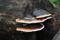 Fomitopsis mounceae