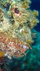 Scorpaena plumieri